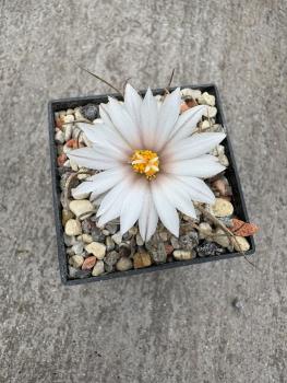 Turbinicarpus macrochele
